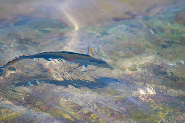 Ikan Karang Pemandangan Atas Defocused Oleh Air — Stok Foto