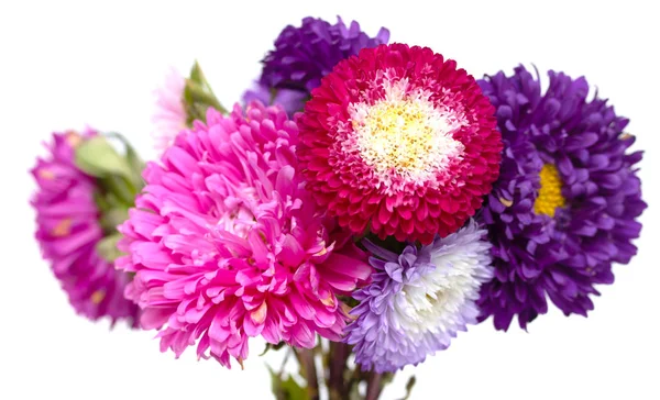 Aster Fleurs Isolées Sur Fond Blanc — Photo