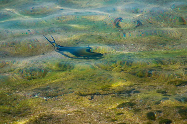 Reef Fisk Ovanifrån Oskärpa Vatten — Stockfoto