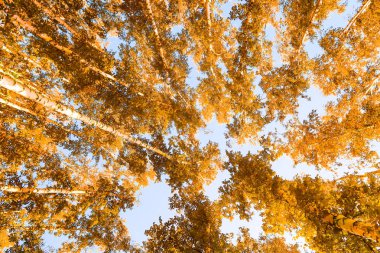 gökyüzü sonbahar arka planı sarı huş ağacı yaprakları