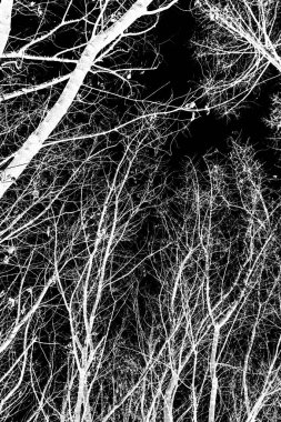 ağaç dalları siluet siyah arka plan üzerine beyaz
