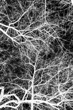 ağaç dalları siluet siyah arka plan üzerine beyaz