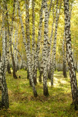 Sarı huş ağacı orman, geç sonbahar doğa manzara