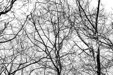 Beyaz arkaplanda ağaç dalları silueti