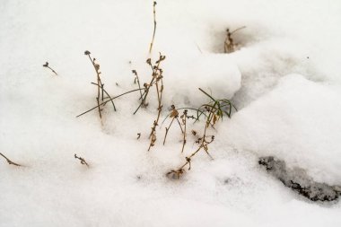 çim kuru dalları kar kış doğa