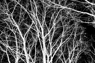 ağaç dalları siluet siyah arka plan üzerine beyaz