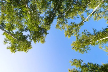orman manzaralı aşağıdan gökyüzüne huş ağacı