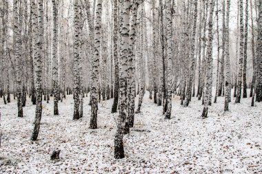 İlk kar huş ağacı orman manzara kış