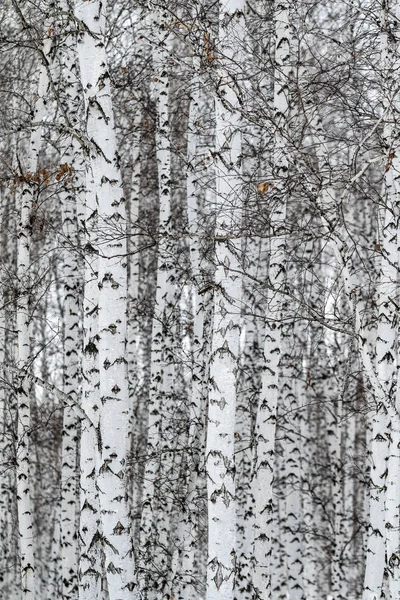 Inverno Bétula Floresta Natureza Paisagem — Fotografia de Stock