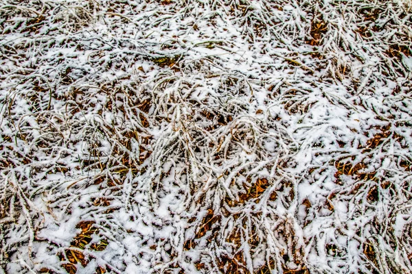 Outono Deixa Grama Neve — Fotografia de Stock