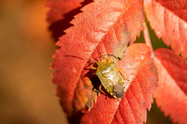 Insecto Apestoso Otoño Hoja Roja —  Fotos de Stock