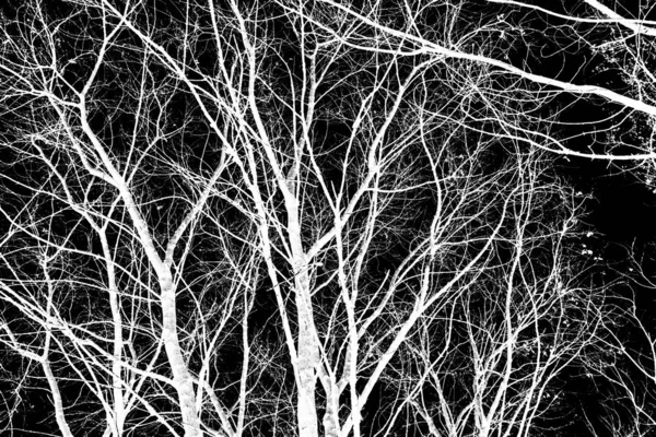 Branches Arbre Silhouette Blanche Sur Fond Noir — Photo