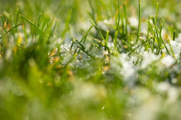 Groen Gras Sneeuw Wazig Achtergrond Bokeh — Stockfoto