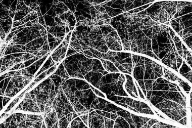 ağaç dalları siluet siyah arka plan üzerine beyaz