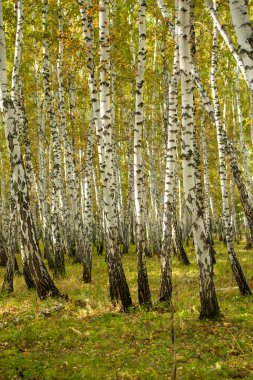 Sarı huş ağacı orman, geç sonbahar doğa manzara