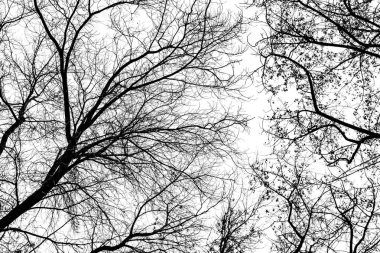 Beyaz arkaplanda ağaç dalları silueti