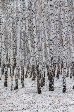 İlk kar huş ağacı orman manzara kış