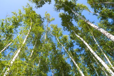 orman manzaralı aşağıdan gökyüzüne huş ağacı