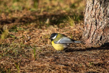 kuş baştankara closeup sonbahar kış