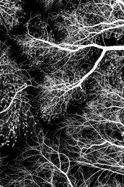 ağaç dalları siluet siyah arka plan üzerine beyaz