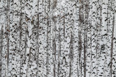 Kış huş ağacı orman doğa manzarası