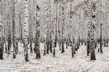 İlk kar huş ağacı orman manzara kış