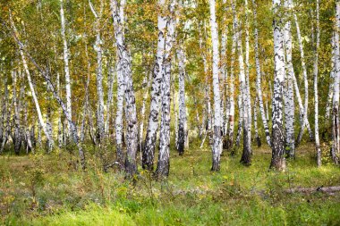 Sarı huş ağacı orman, geç sonbahar doğa manzara