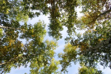 huş ağacı orman manzaralı gökyüzüne Sonbahar Doğa