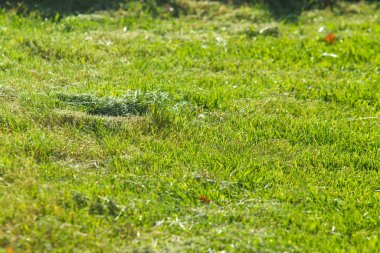 yeşil çim arka plan odak merkezi