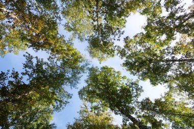 huş ağacı orman manzaralı gökyüzüne Sonbahar Doğa