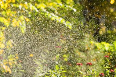 defocused, bulanık su, bokeh doğa damla