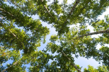 orman manzaralı aşağıdan gökyüzüne huş ağacı