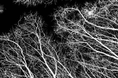 ağaç dalları siluet siyah arka plan üzerine beyaz