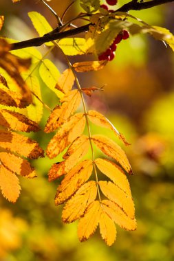 Doğa Sonbahar Ağaç ashberry parlak renkler