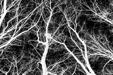 ağaç dalları siluet siyah arka plan üzerine beyaz