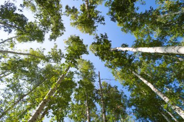 orman manzaralı aşağıdan gökyüzüne huş ağacı