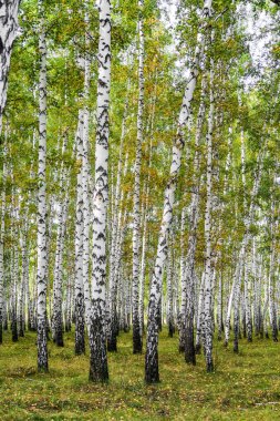 Sarı huş ağacı orman, geç sonbahar doğa manzara