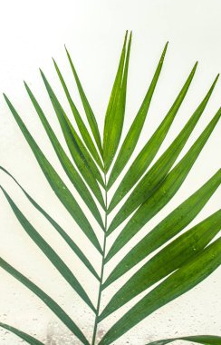 Su damlalı yeşil yaprak