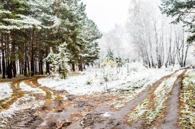 İlk kar huş ağacı orman manzara kış
