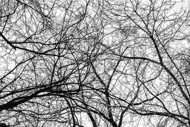 Beyaz arkaplanda ağaç dalları silueti