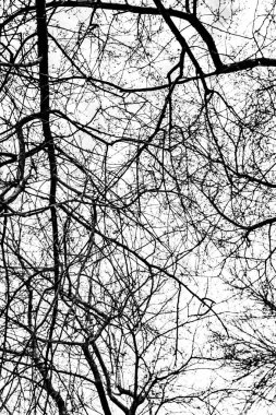 Beyaz arkaplanda ağaç dalları silueti