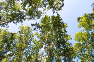 orman manzaralı aşağıdan gökyüzüne huş ağacı