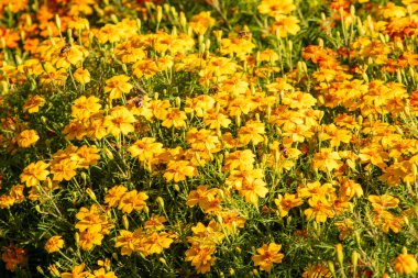 parlak sonbahar çiçek doğa manzara