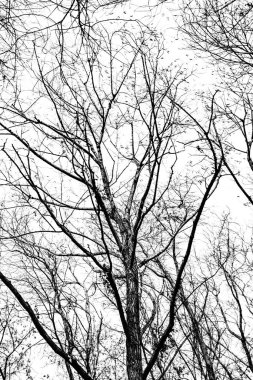 Beyaz arkaplanda ağaç dalları silueti