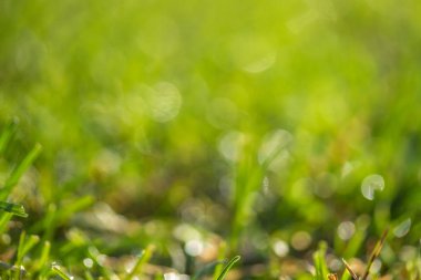 yeşil çim bokeh arka plan bulanık