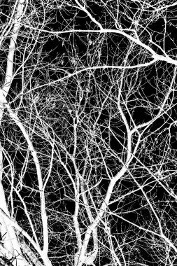 ağaç dalları siluet siyah arka plan üzerine beyaz