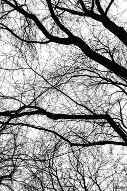 Beyaz arkaplanda ağaç dalları silueti