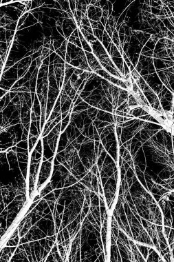 ağaç dalları siluet siyah arka plan üzerine beyaz