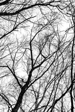 Beyaz arkaplanda ağaç dalları silueti