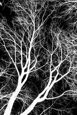 ağaç dalları siluet siyah arka plan üzerine beyaz